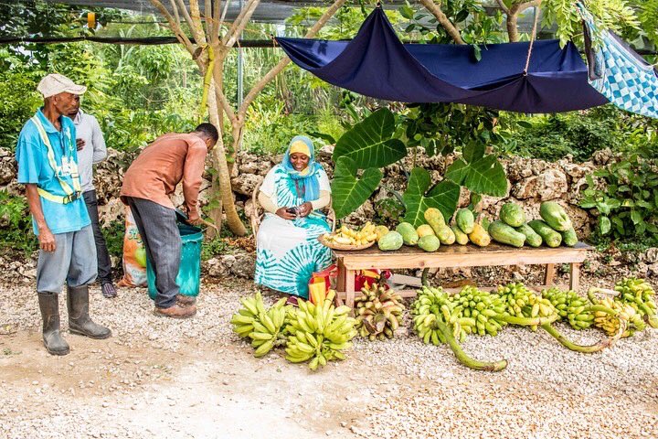 FumbaTown's tweet photo. Boost your immune system with fresh organic produce at your doorstep!
#FumbaTown #OrganicProduce #GreenLiving #PermaculturePrinciples #SustainableLiving #Zanzibar https://t.co/zhfaUdigFF