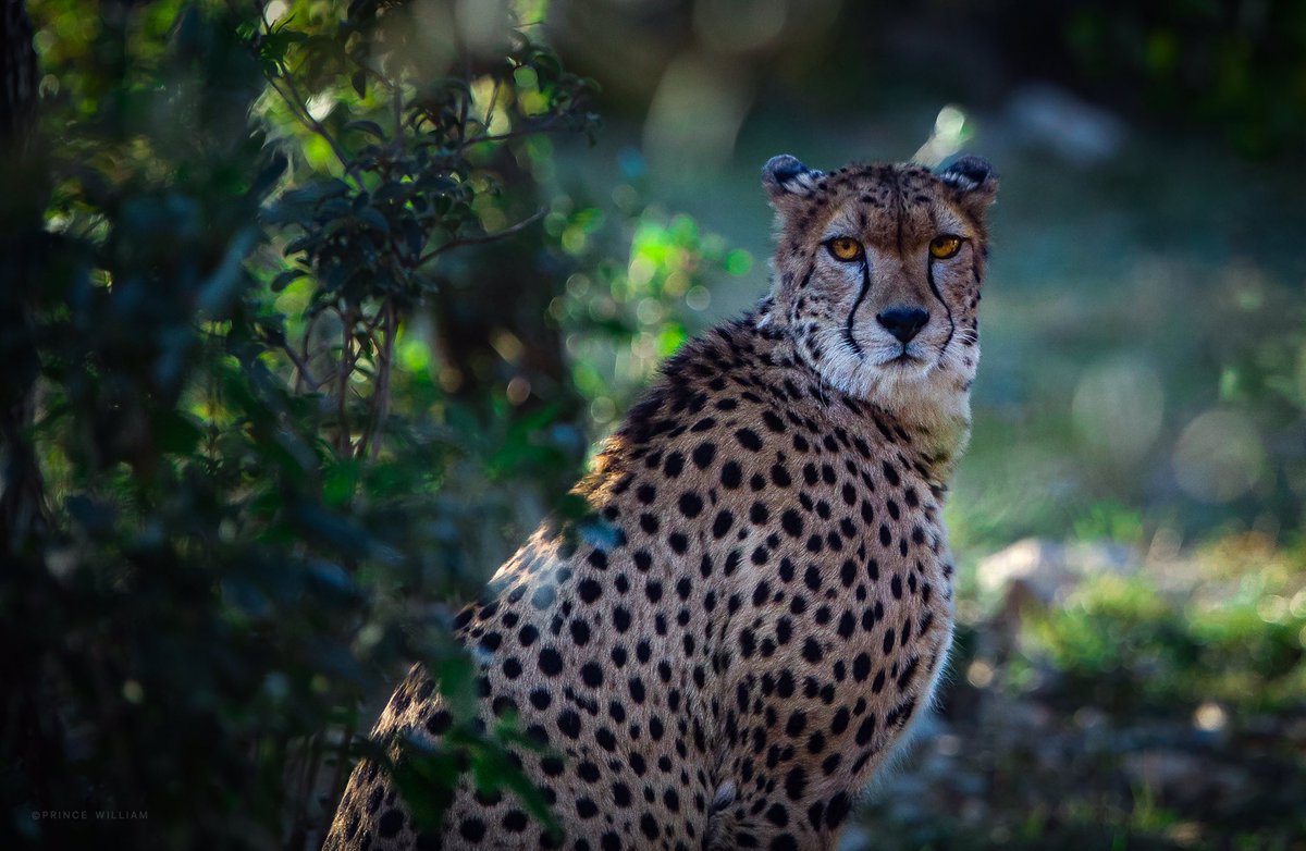 OleePrince's tweet photo. #wildlifephotos #wildplanet #wildphoto #wildlifeaddicts #wildlife_shots #wildlifephoto #wildlife_perfection #wildlifeofinstagram #wildlifephotography #wildlife #nature #wildlifephotography #naturephotography #photography #animals #naturelovers #wild #animal #photooftheday #love https://t.co/kCiHkimaqv