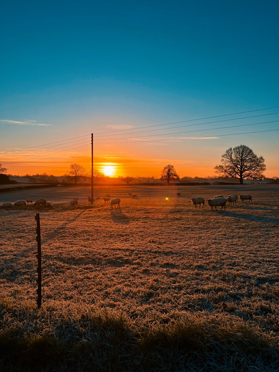 OneManAndHisCa2's tweet photo. Beautiful sunrise #sunrise #sunrise🌅 #sunriseoftheday #sunrisephotography #sunrise_and_sunsets #sunrise_sunset_worldwide #sunrise_sunset_photogroup #sun #landscapes #landscapephotography #landscape #iphone13pro #iphone13prophotography #naturelover #beautiful #sheep https://t.co/0W3QTGfQYk