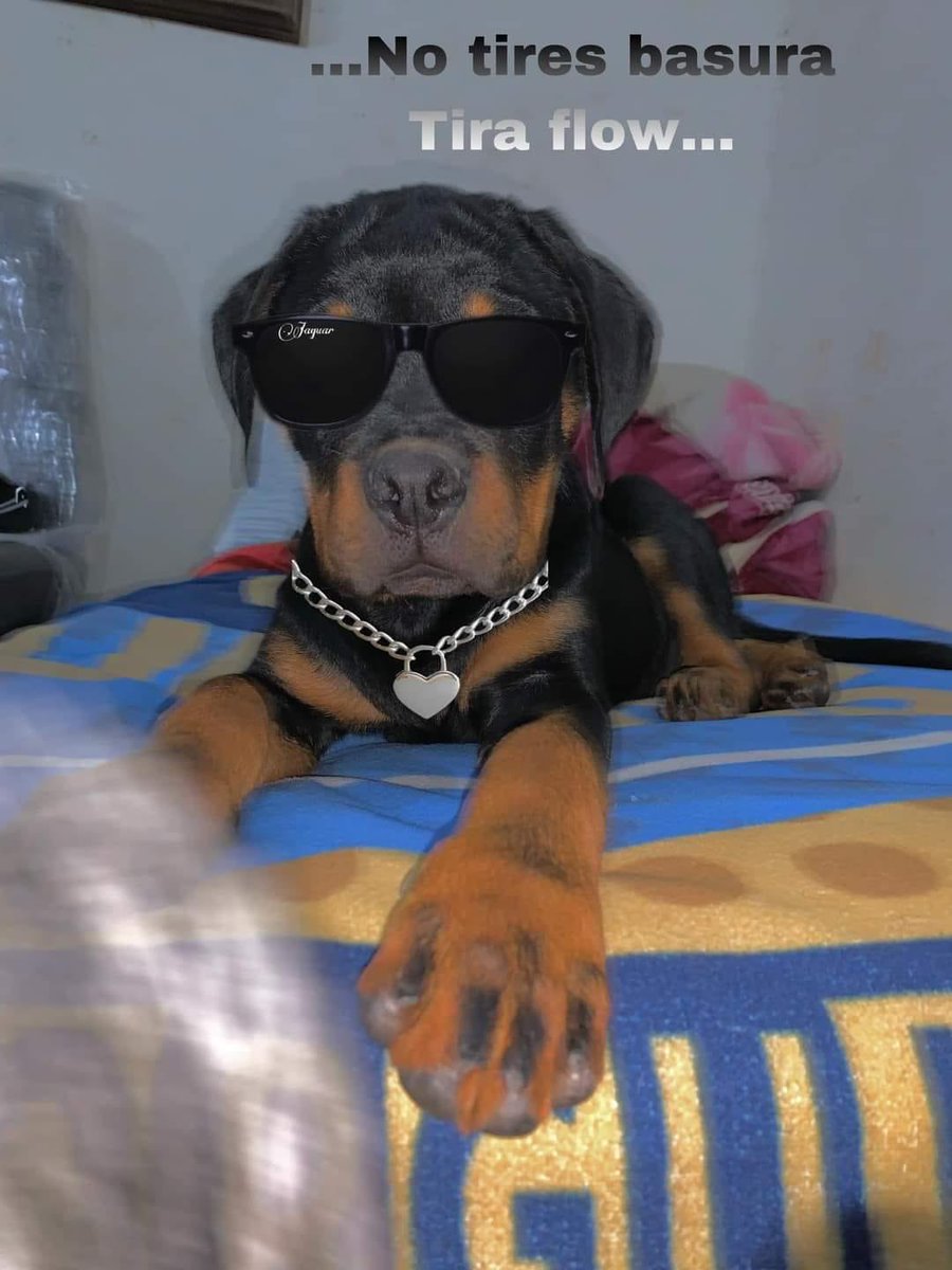 DiloConPerritos's tweet photo. Porfa. https://t.co/RbQhXMFh8S
