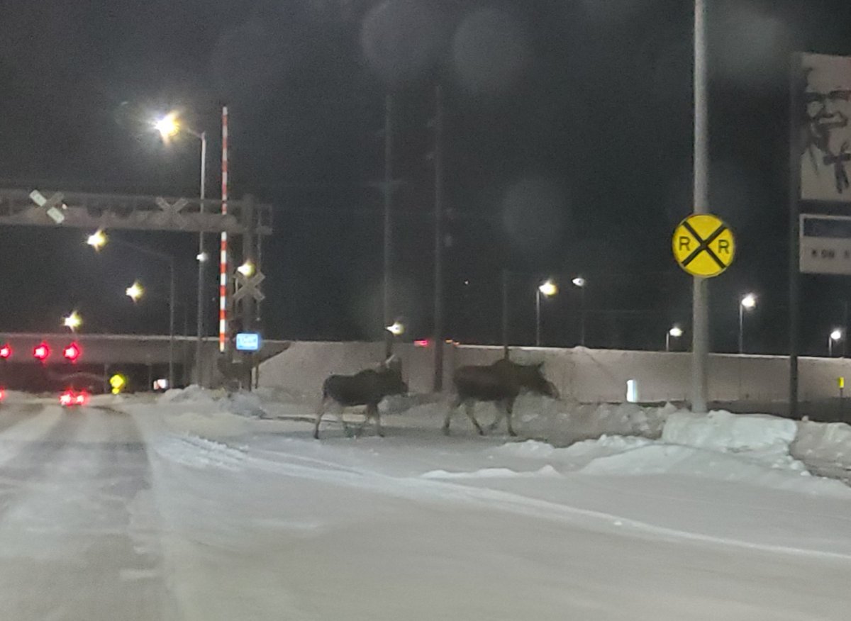 HandixSci's tweet photo. Today on who has the better office: Ethan &amp; Gavin (repping #DOE #ASR #SAIL) have a tough commute while Ezra (repping #NOAA #ALPACA) enjoys some highway moose action! (Those Crested Butte cirrus clouds tho) https://t.co/nCbYNySvpc