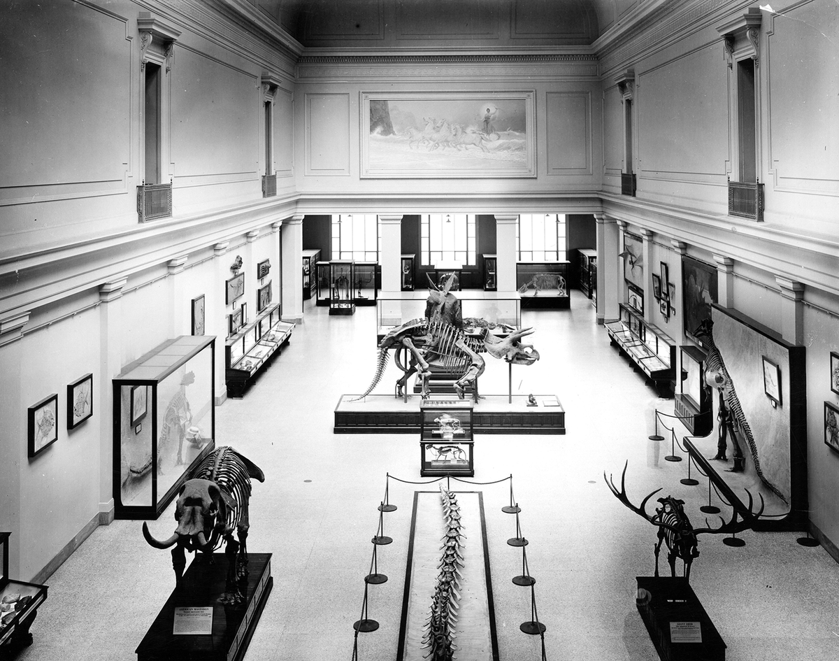 Black and white historic image of a two-story museum hall showing fossil specimens mounted on platforms. 