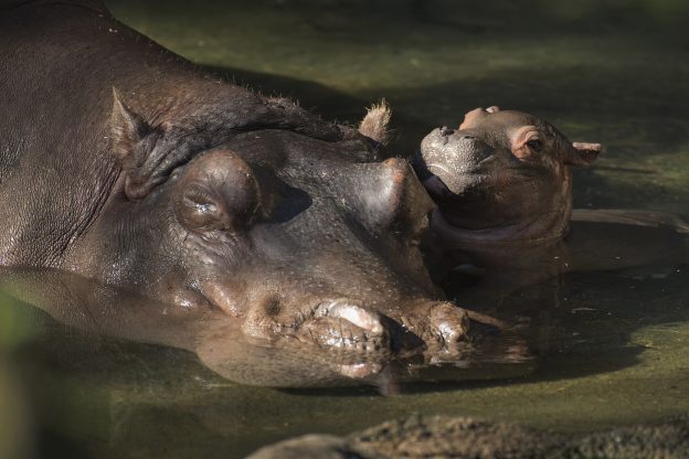 January 14, 2018- Disney Parks Blog announces that the Nile Hippopotamus, Tuma has given birth at Disney’s Animal Kingdom Park.