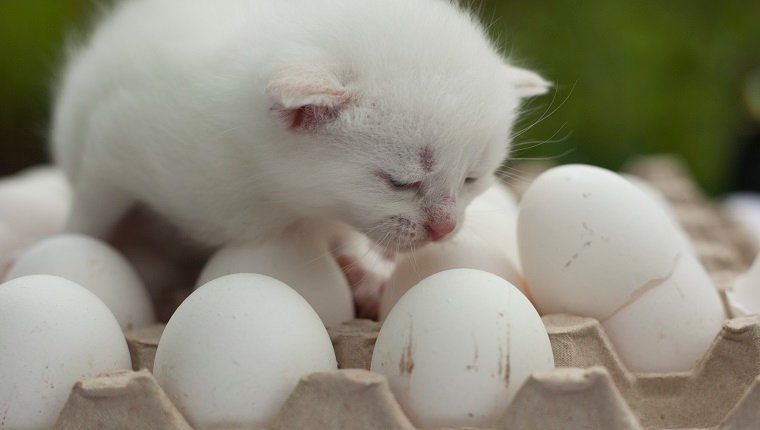 Яйцо кошке можно вареное. Яйцо кошечки. Котик с яйцами.