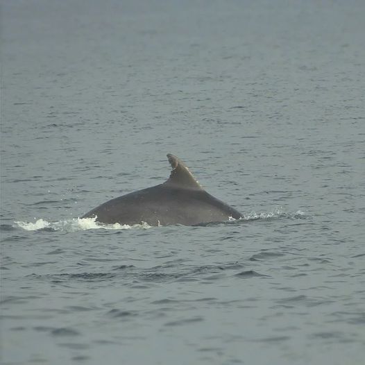 ciesgal's tweet photo. Vista aleta dorsal dun Arroaz (Tursiops truncatus) en augas do Parque Nacional Marítimo Terrestre das Illas Atlánticas de Galicia. Esta especie de cetáceo é a máis costeira e habitual nas augas das nosas rías e circundantes do Parque. 

#NaturezaAtlántica 

📸 Alejandro Aparicio https://t.co/nSckqR5cKj