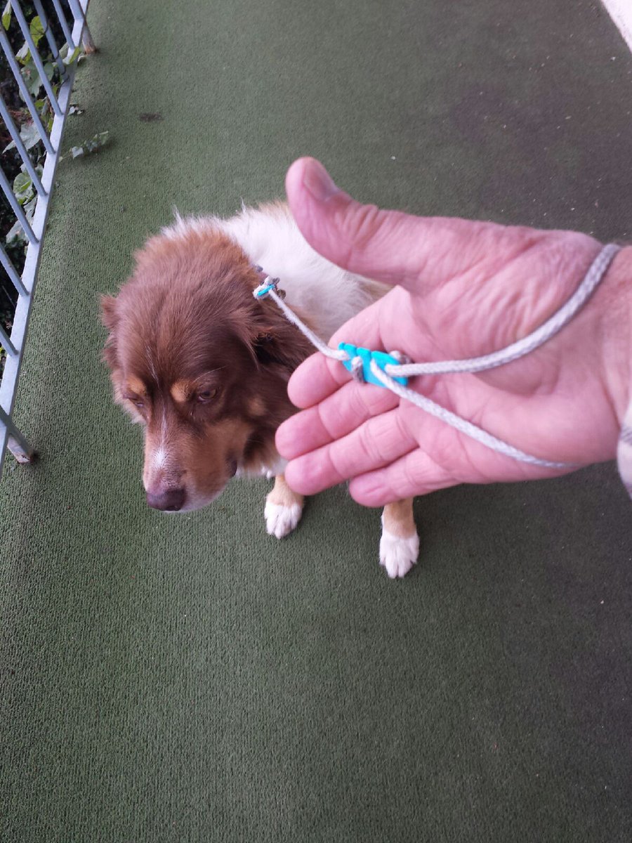 Lacelatch1's tweet photo. @Berti_and_Ernie https://t.co/uac1DblNLR  - hands free adjustable dog leash https://t.co/4BUnLpIzk2