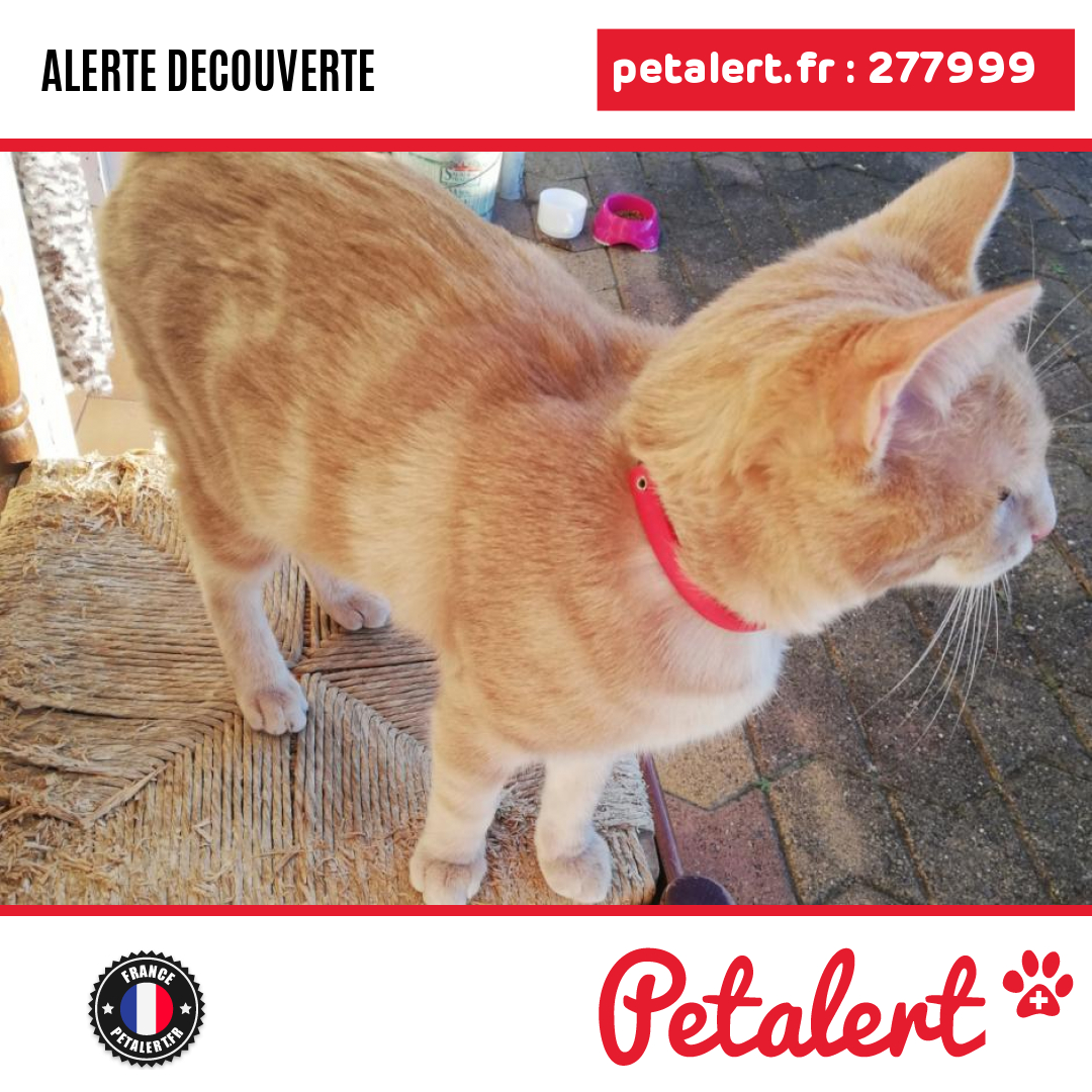 petalert_france's tweet photo. Trouvé #Chat #PuyDeDome #Mezel #Petalert  #PetAlert63 / https://t.co/RsmdTTfOYj https://t.co/SiAsBuZZ90