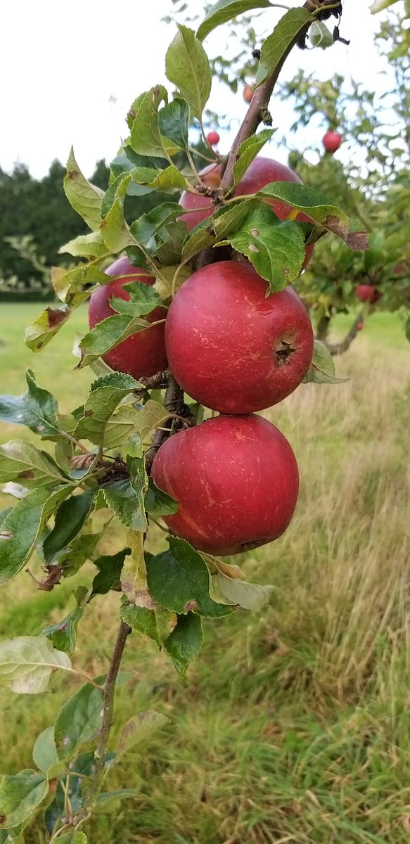 Reconnect with the rhythms of nature by eating seasonally this New Year 🍎⁠
⁠
Discover the diverse and delicious local foods that our climate provides with a fruit and veg delivery box this January 📦🚜⁠ fruitsoftheforage.co.uk/pages/wizard