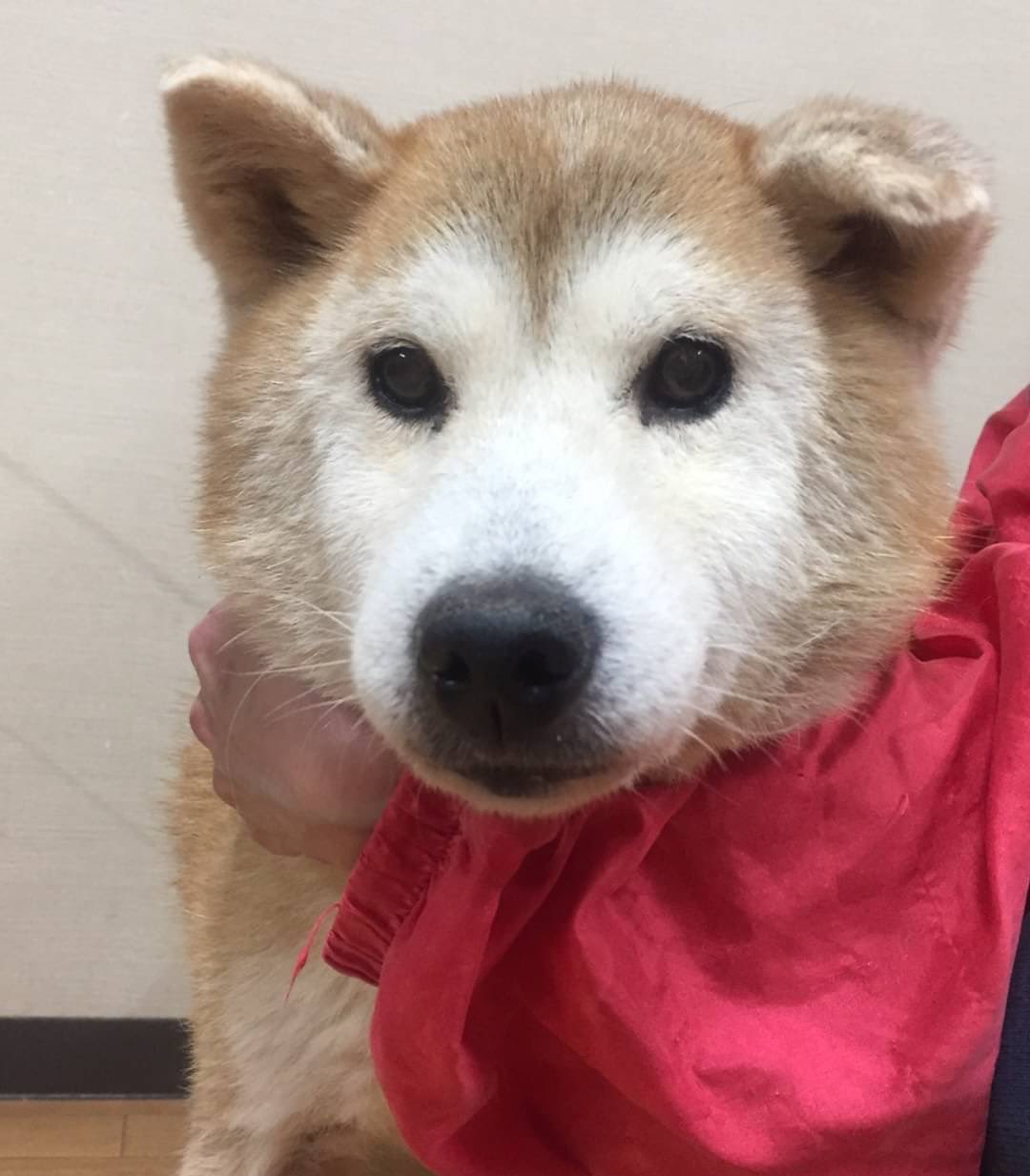 Npo法人lovefive ラブファイブ里親募集 きよ子 柴犬 推定09年生まれ ブリーダー崩壊により行き場を失い当時一緒に保護した子達も酷い状況でした 保護時 写真1枚目 から認知症のような症状もある中で ゆっくりですがいろんな表情を見せてくれるよう