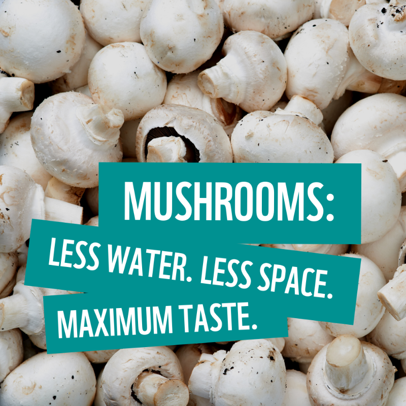 WWF's tweet photo. The mighty mushroom only uses 15 litres of water for every kilogram grown! On the other hand, producing 1 kg of beef requires a whopping 15,000 litres.

Swap out one meat meal this week with one of our planet-friendly mushroom recipes: https://t.co/c2rSWQY8tR #PlanetBasedDiet