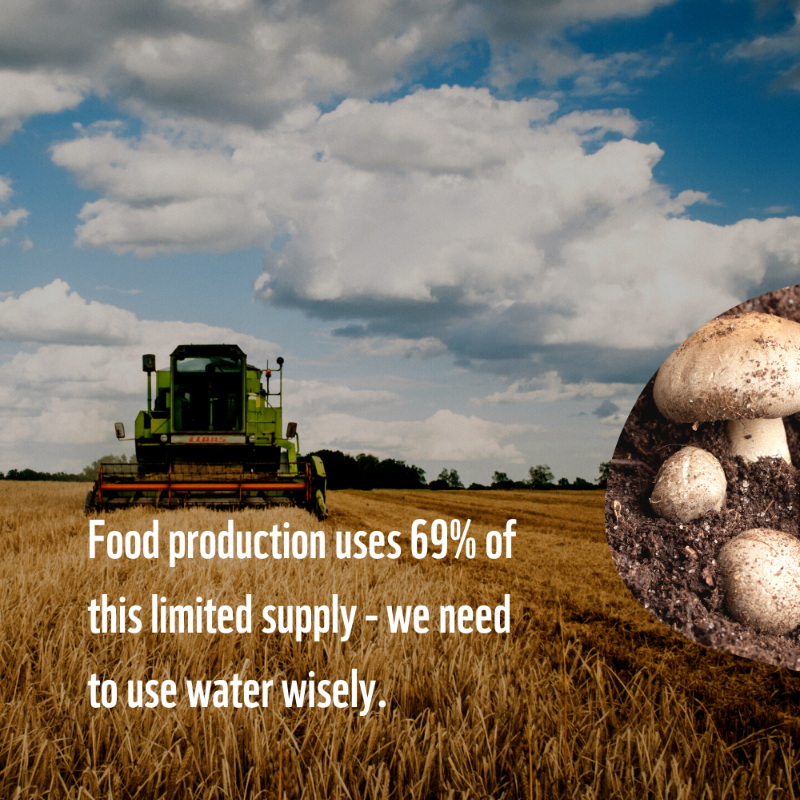 WWF's tweet photo. The mighty mushroom only uses 15 litres of water for every kilogram grown! On the other hand, producing 1 kg of beef requires a whopping 15,000 litres.

Swap out one meat meal this week with one of our planet-friendly mushroom recipes: https://t.co/c2rSWQY8tR #PlanetBasedDiet
