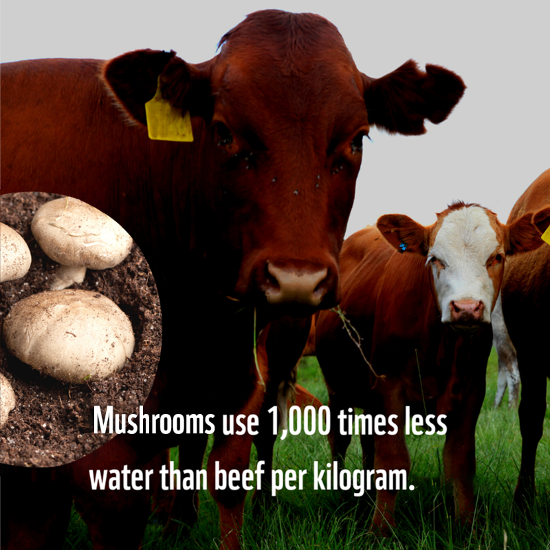 WWF's tweet photo. The mighty mushroom only uses 15 litres of water for every kilogram grown! On the other hand, producing 1 kg of beef requires a whopping 15,000 litres.

Swap out one meat meal this week with one of our planet-friendly mushroom recipes: https://t.co/c2rSWQY8tR #PlanetBasedDiet