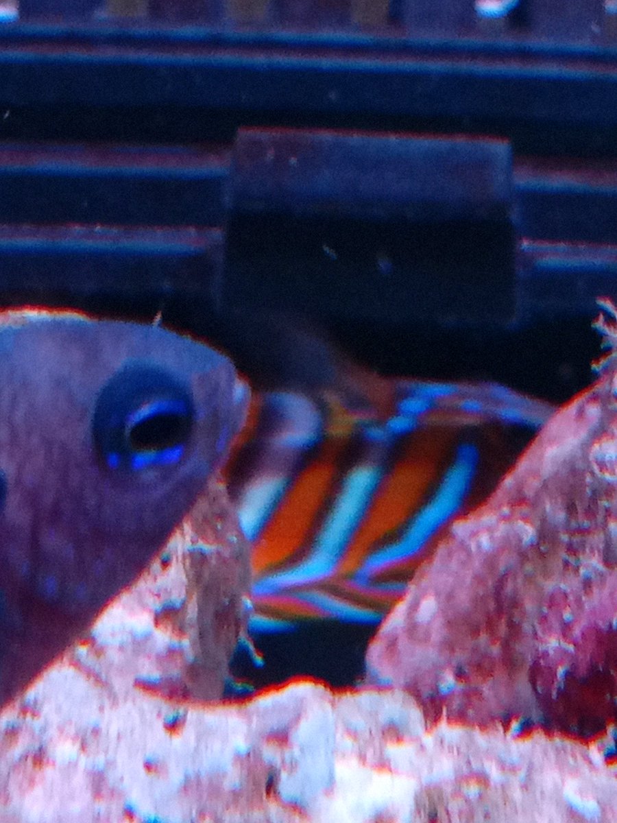 NaokiYAMAJI1's tweet photo. ใขใใใๅ
จๅกWILDใ
#FISHTANKFRIDAY #aquarium #ใขใฏใขใชใฆใ #ๅ็ #photography https://t.co/LYRJ61W5ON