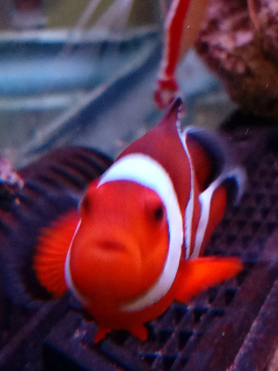 NaokiYAMAJI1's tweet photo. ใขใใใๅ
จๅกWILDใ
#FISHTANKFRIDAY #aquarium #ใขใฏใขใชใฆใ #ๅ็ #photography https://t.co/LYRJ61W5ON