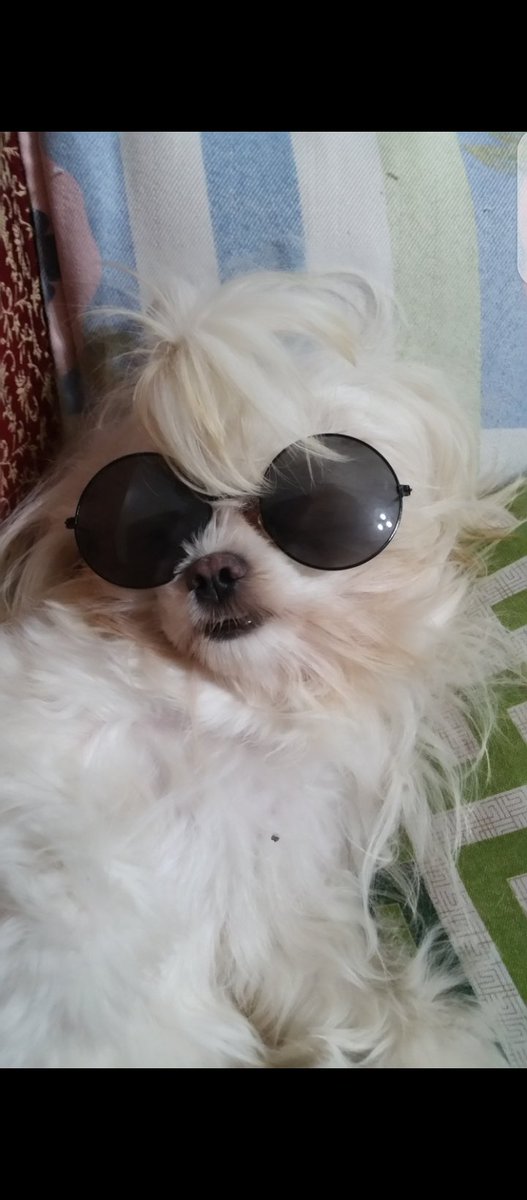 EGO_DAO's tweet photo. Best part of my day is checking the 🐶🐱#furbabies channel in our Discord

Your pets are absolutely lovely! 🥰

#Pets #AxieScholarship https://t.co/Q3hMHf3h62