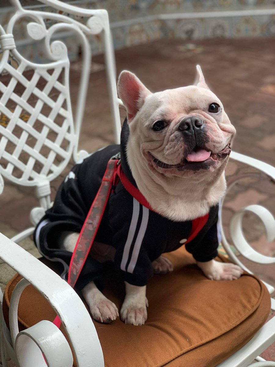EGO_DAO's tweet photo. Best part of my day is checking the 🐶🐱#furbabies channel in our Discord

Your pets are absolutely lovely! 🥰

#Pets #AxieScholarship https://t.co/Q3hMHf3h62