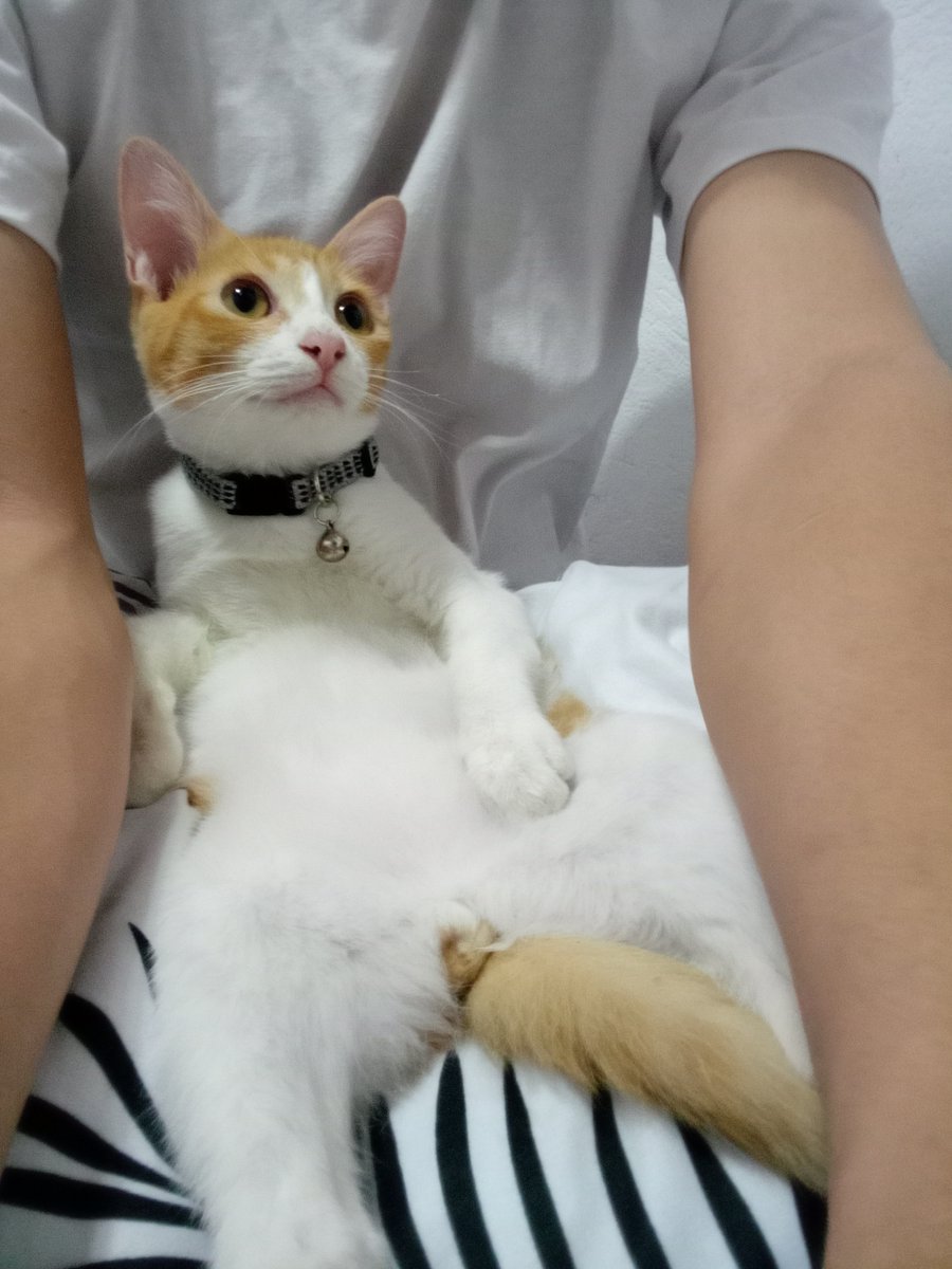 EGO_DAO's tweet photo. Best part of my day is checking the 🐶🐱#furbabies channel in our Discord

Your pets are absolutely lovely! 🥰

#Pets #AxieScholarship https://t.co/Q3hMHf3h62