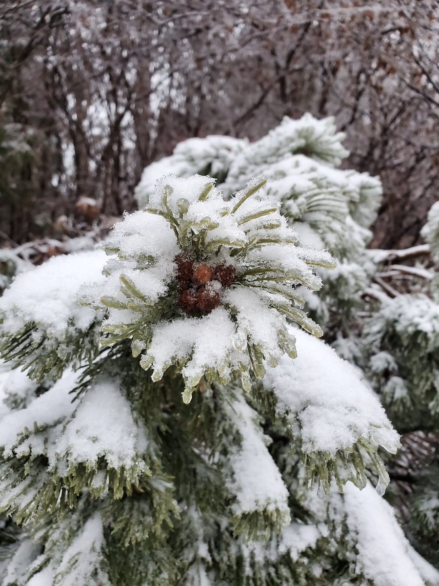 Yamarismp's tweet photo. A winter in #Canada . Some #memories
Have a wonderful Friday #phographers #photooftheday https://t.co/smGeSI0KcX