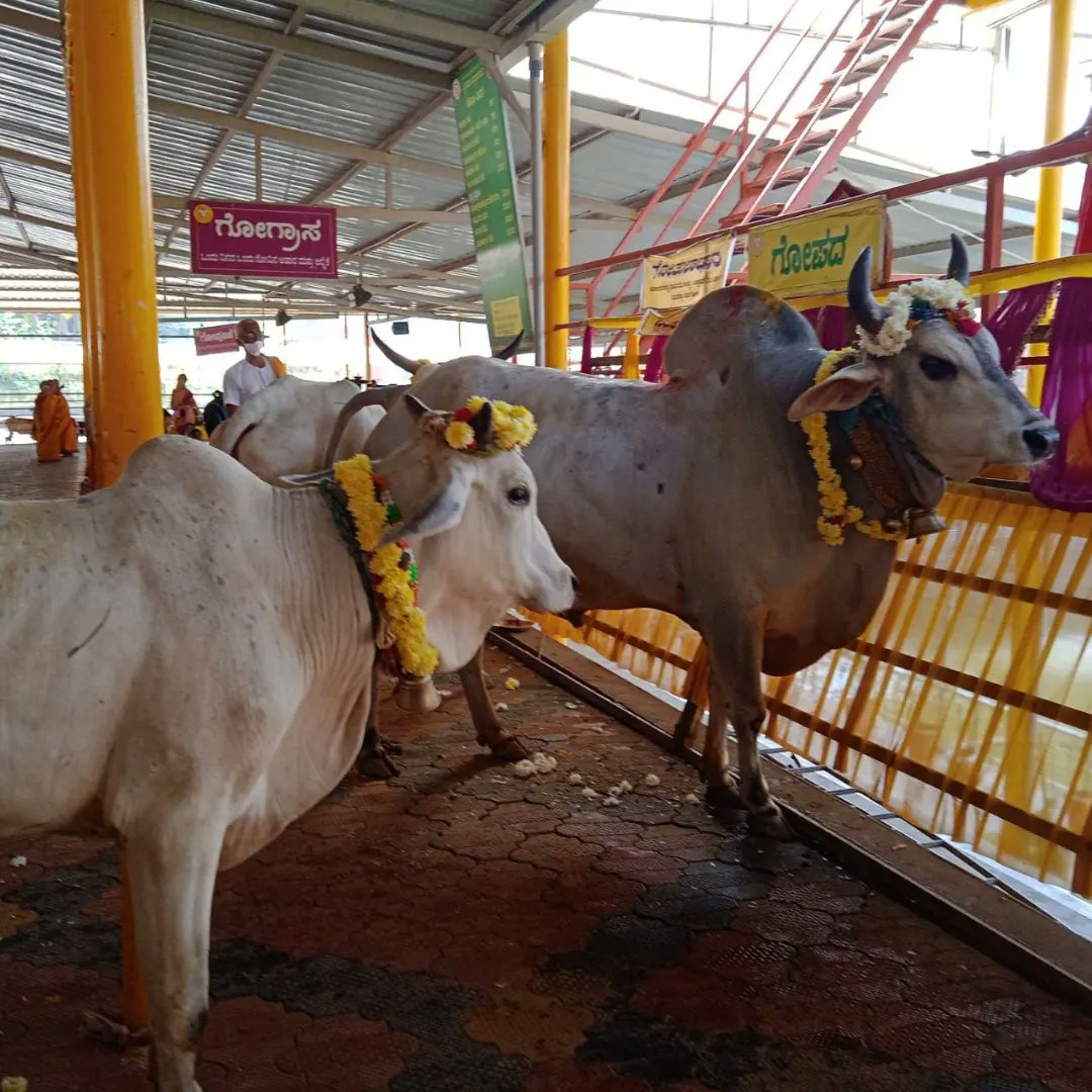 anki_neerpaje's tweet photo. ಮಕರ ಸಂಕ್ರಾಂತಿ: ಇದು #ಗೋದಿನ'ದ ಪರ್ವಕಾಲ! ಗೋವು-ವೃಷಭಗಳ ಪೂಜೆಗಾಗಿ ಮೀಸಲಿರಿಸಿದ ಪುಣ್ಯಕಾಲ!

ಬೇಳೆ ಕಾಳುಗಳು ಕಣ ಸೇರುವ ಹೊತ್ತಿನಲ್ಲಿ ಸುಗ್ಗಿಯ ಸವಿಯೊಡನೆ ಗೋ-ವೃಷಭಗಳನ್ನು ಅಲಂಕರಿಸಿ ಪೂಜಿಸಿ ಸಂಭ್ರಮಿಸುವ ಪರ್ವಕಾಲವಿದು. 
ಆದ್ದರಿಂದಲೇ ಮಕರ ಸಂಕ್ರಾಂತಿ ಎಂದರೆ ಗೋದಿನ.

#MakarSankranti 
#Goudina #SaveDesiCows https://t.co/sHr16nGNT4