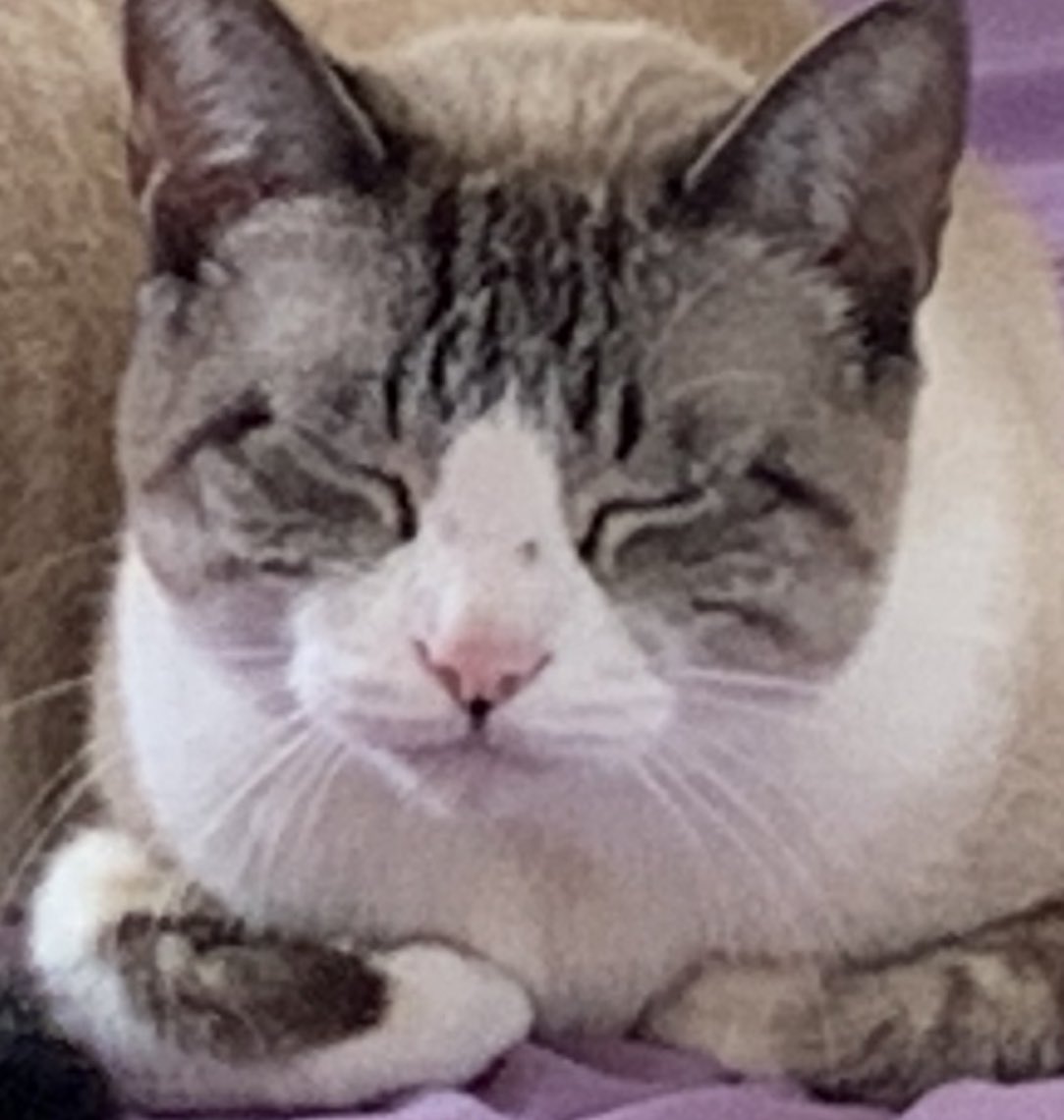 evoavlanche's tweet photo. @Duskulaura Low quality Cat https://t.co/5iTrf9O6dl