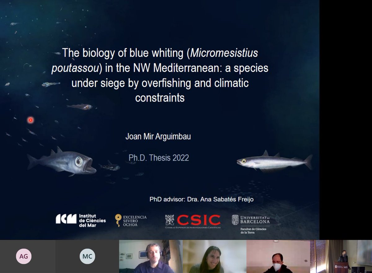 A great PhD thesis about blue whiting! Congratulations Dr. <a href="/JMirArguimbau/">Joan Mir Arguimbau</a> #fisheries #fish #biology #diet #stableisotopes #conservation <a href="/ICMCSIC/">ICM-CSIC</a> <a href="/icm_young/">ICM Young Researchers</a>