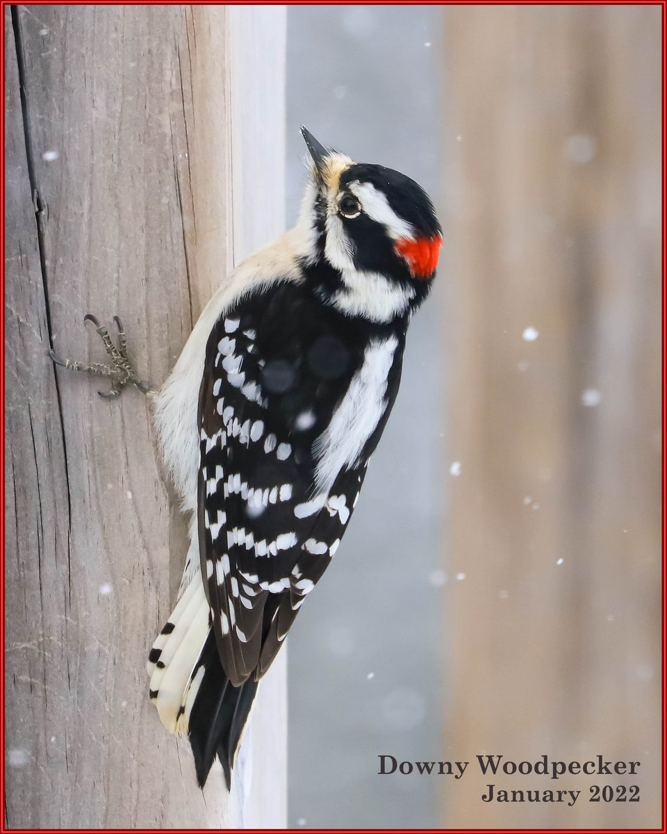 DavidLLindsay1's tweet photo. This week's contribution to #FeatheredFriday  is a Downy Woodpecker. #birdwatching #birdphotography
Have a safe and pleasant weekend everyone. Hug your kids, be kind to essential workers and try to support a local business because we are all #InThisTogether https://t.co/g5ATd07wlC