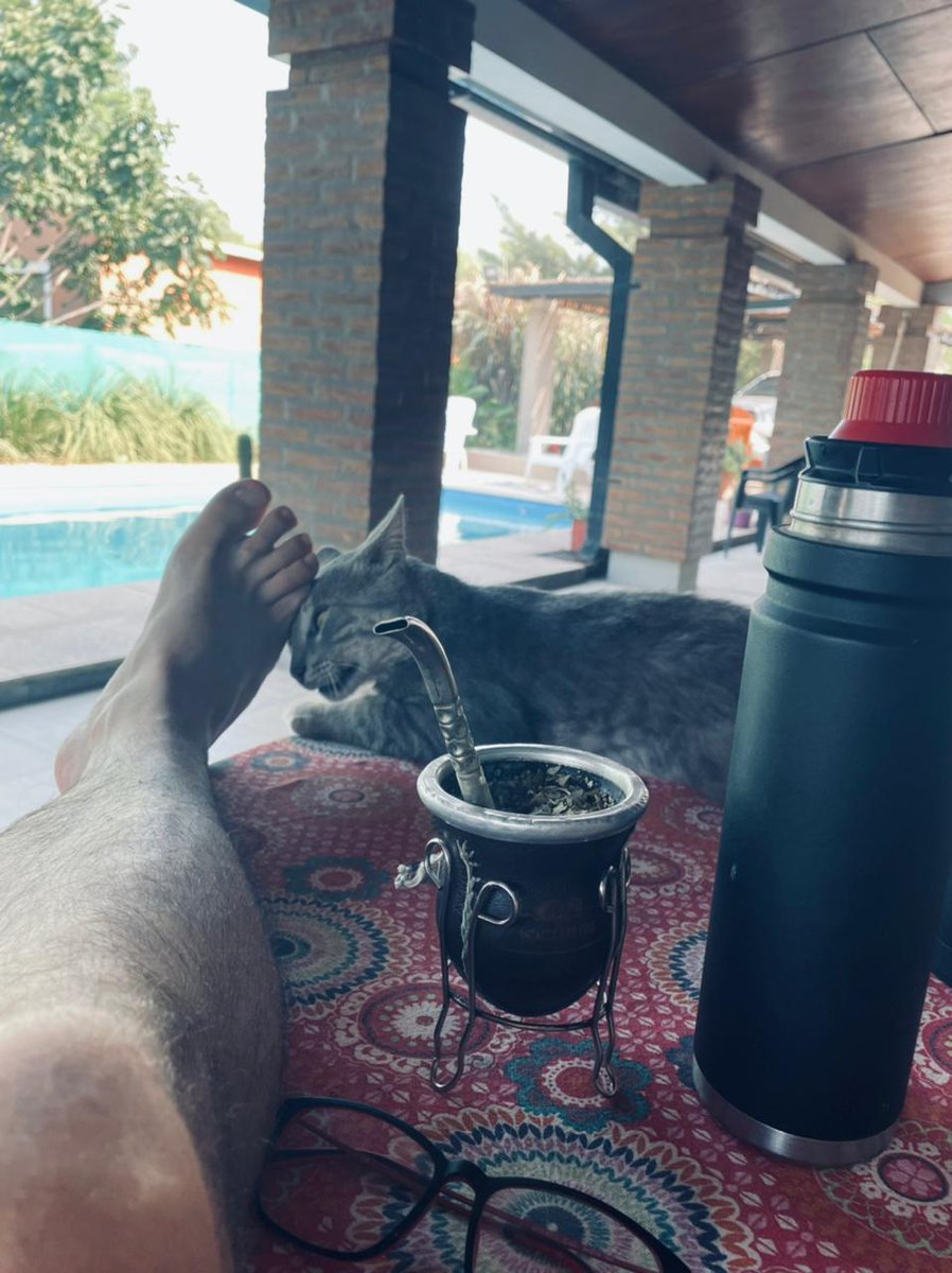 Alguien sabe si los gatos pueden agarrar Covid?  De ser así este está hasta las bolas!!