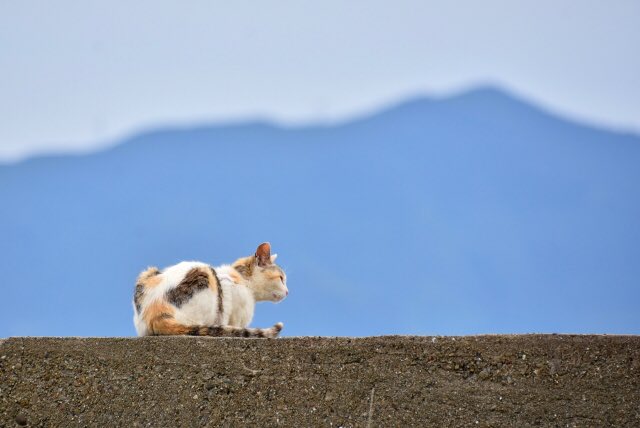 CulturalWed's tweet photo. One sure way to get me interested in a place (other than great art and culture) is to send me an email highlighting where to find cats. Setouchi Inland Sea in Japan has leapt up my list of places to visit this morning #SetouchiTrip https://t.co/0cCIyodcGV
