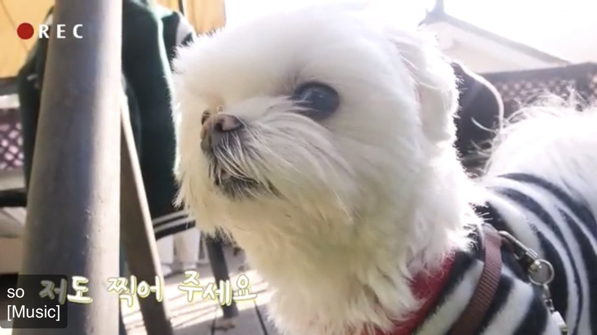 Ai_Yinnnn's tweet photo. Kiyowo Youngjae’s princess 💖💕💚
#YOUNGJAE #ARS #PrincessCoco #CocoVlog @GOTYJ_Ars_Vita @YOUNGJAExArs #GOT7 @GOT7Official
아빠 채널 좀 빌릴게요🐶 | CoCo's Vlog https://t.co/LO0ouEm03m via @YouTube https://t.co/hFKF5xkjIe