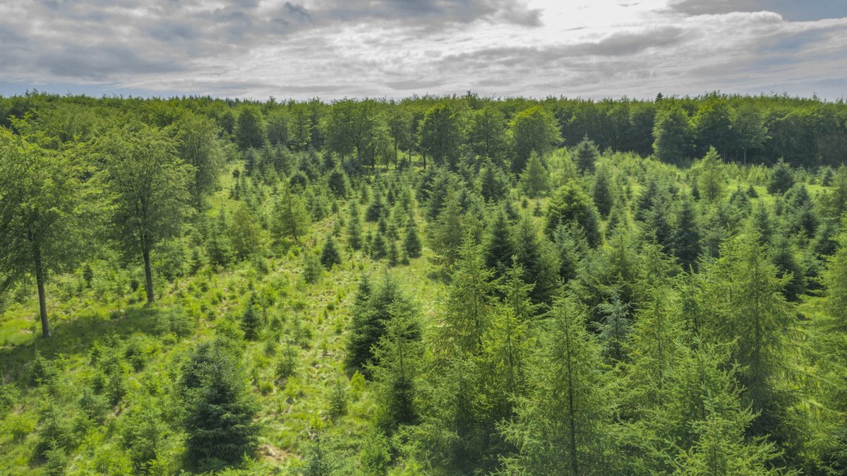 Forestry England tweet media