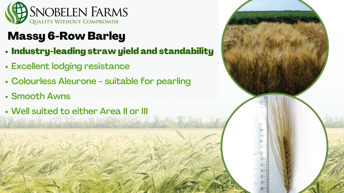 Looking for straw?  Give Massy barley a try on your cereal acres this spring.