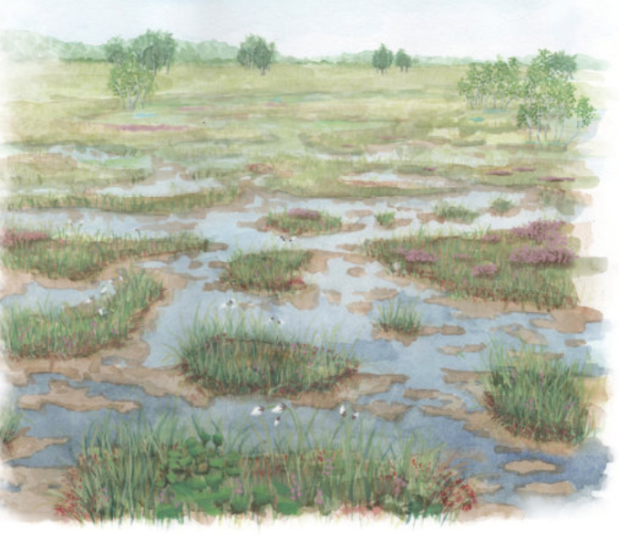 Le livret sCENe de nature au cœur des tourbières du Massif central vient de sortir !Il résume les actions menées par <a href="/CenRhoneAlpes/">Cen Rhône-Alpes     </a> pour leur sauvegarde. Partez pour un voyage plein de #nature, à la découverte des #tourbières.➡Pour consulter le livret : bit.ly/33k9ZLl