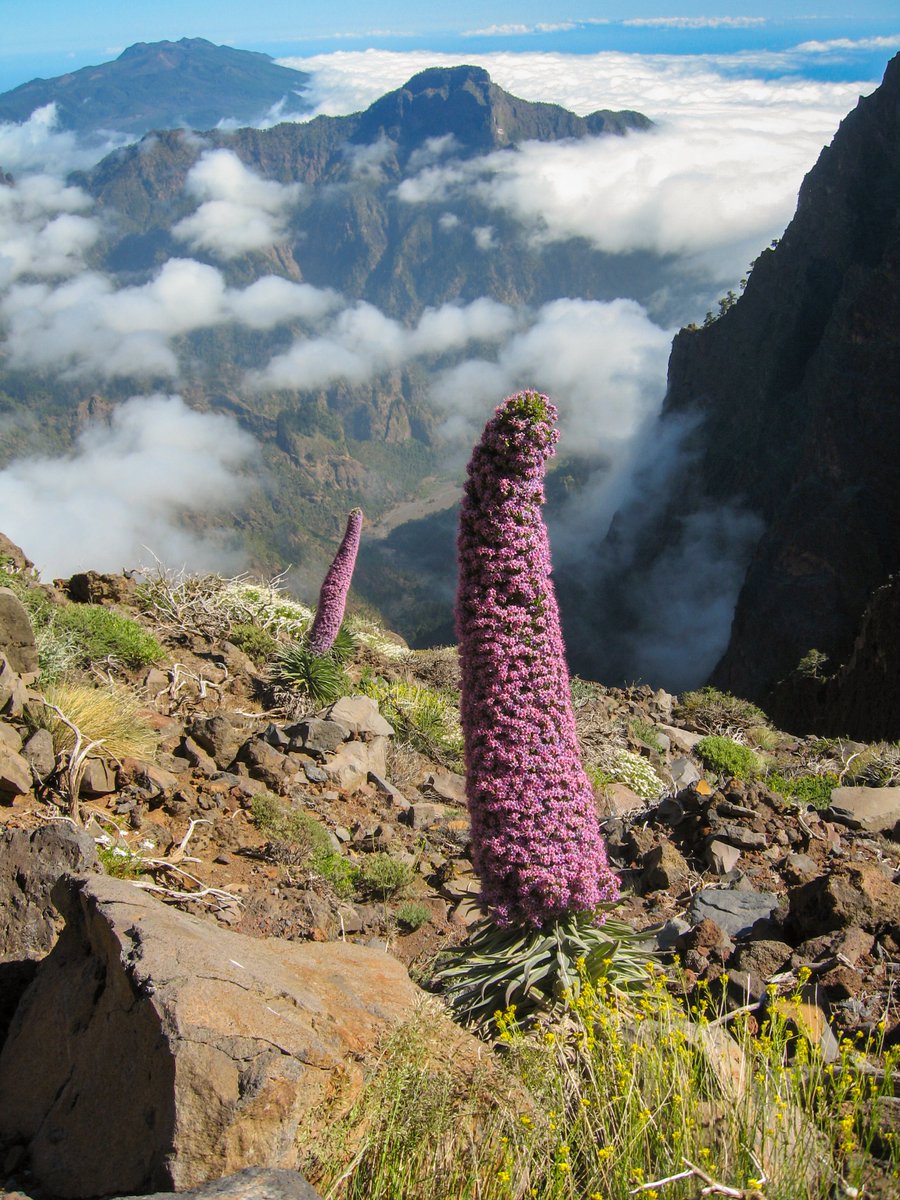 TrailgazersB's tweet photo. Think outside. No box required.
#lapalma #laislabonita #TrailGazers #ExploreTheOutdoors #bugloss #towerofjewels #Echiumwildpretii #tajinasterosados https://t.co/AAhgploDFk