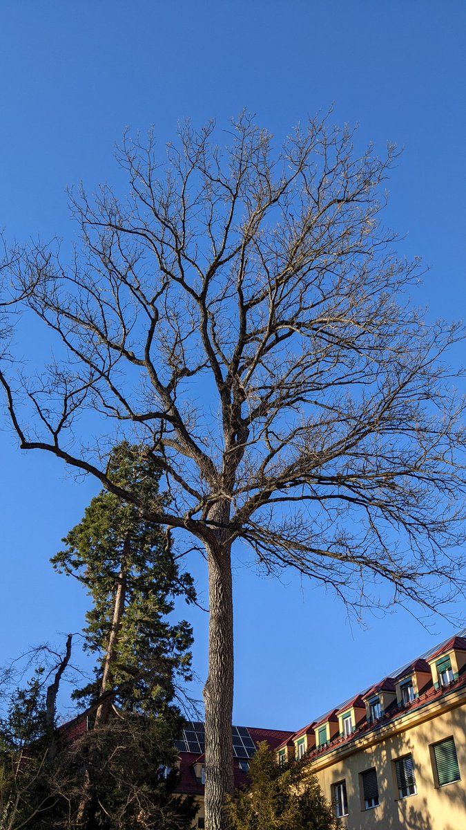 AgatheHurel's tweet photo. Hi all ! Here's my new model specie, Quercus cerris 🎉 Excited to be part of the OakFIT project here at @bfwald !!! 
#ecology #climatechange #oak https://t.co/ZMiZe9Nn0e