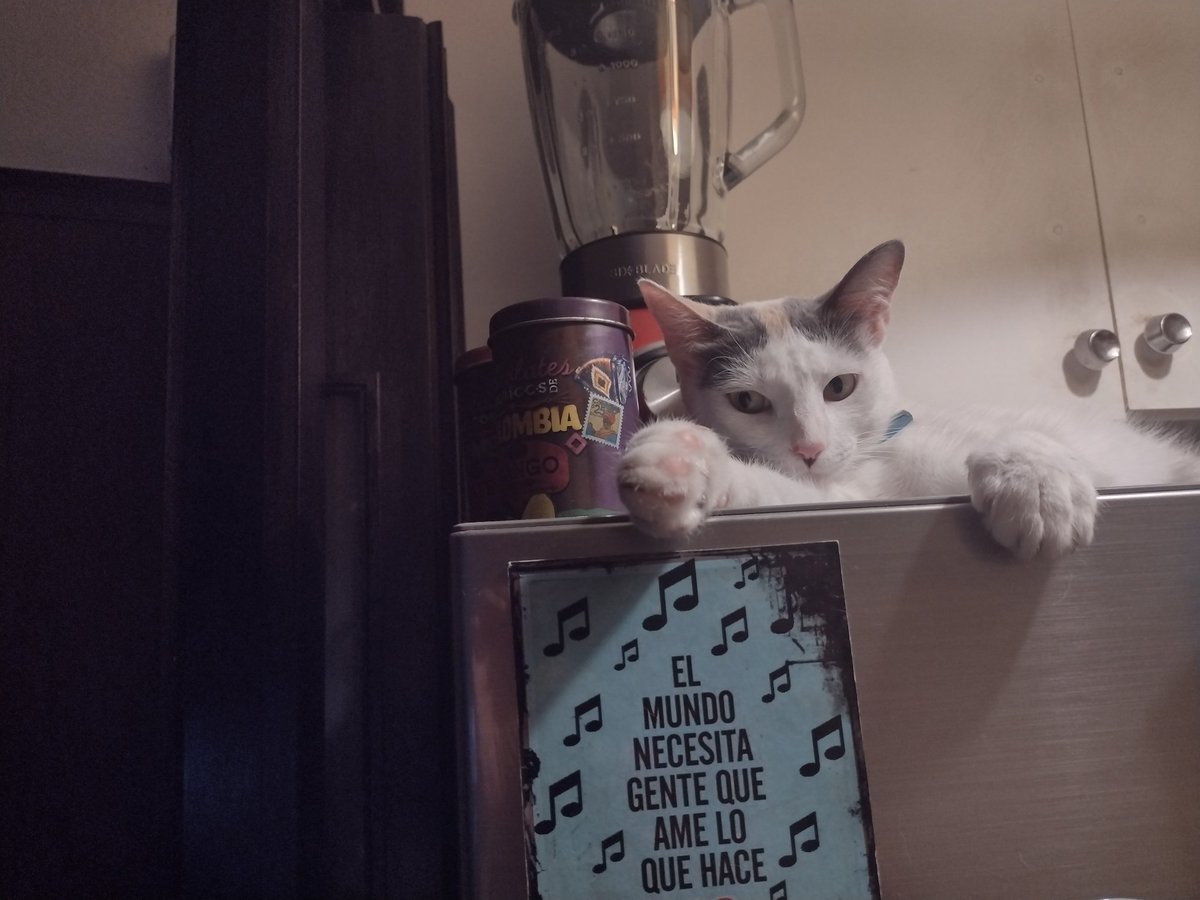 Bonsaidecebra's tweet photo. Ya pasó casi una semana y como ningún dueño la reclamó, me pongo en campaña de conseguirle un hogar responsable a esta hermosa gatita. Es mimosa, come ración, hace en sanitarios y no debe llegar al año de edad. Busca una familia que sepa cuidarla y darle mucho amor. Me ayudan? 🙏 https://t.co/GnvvbScASd