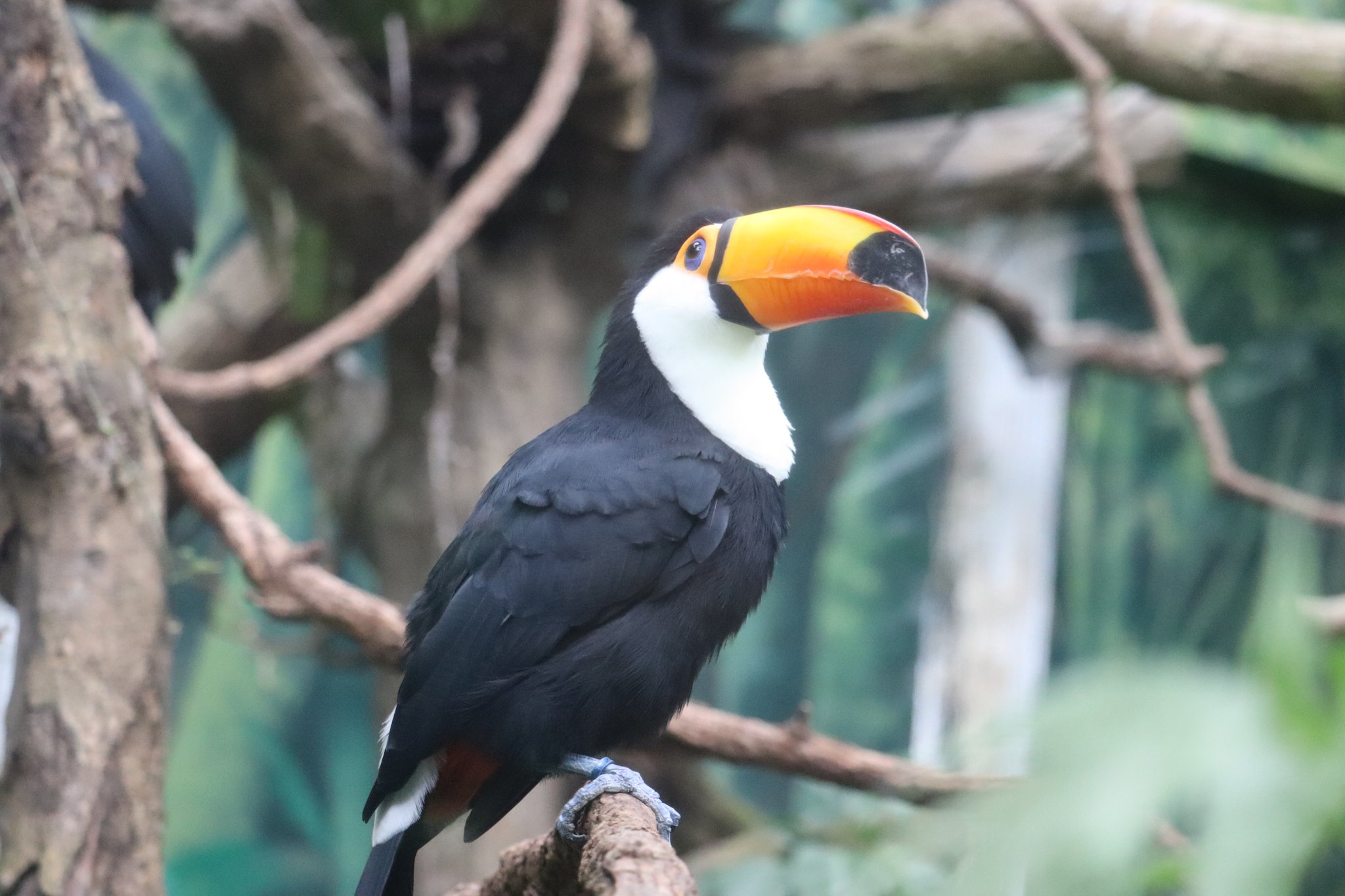 軒轅帝王on Twitter 巨嘴鳥科 大巨嘴鳥 21 11 拍攝於臺北市立動物園 動物 鳥 鳥類 動物園 攝影 單眼攝影 巨嘴鳥科 大巨嘴 鳥