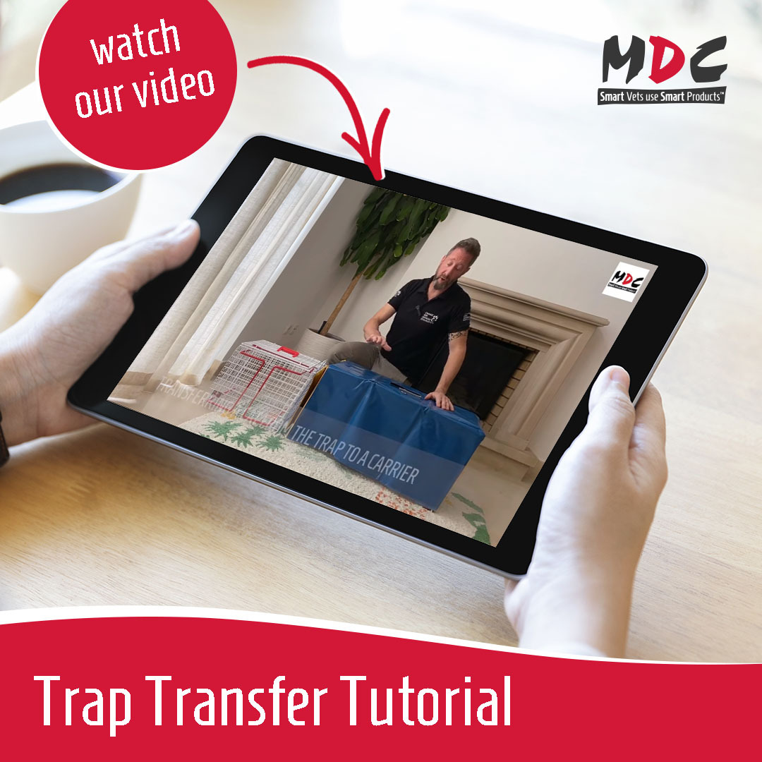 Wondering how it’s best to transfer a cat from an MDC trap into an MDC Trap Transfer Carrier using covers?

Watch our step by step guidance video on YouTube to make sure you’re doing it right &gt; youtube.com/watch?v=UurQu9…

#tnr #cattrap #animalcontrol #vets