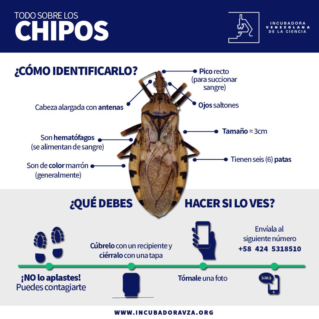 Francesco Zappa (@soy_pupusio) | Twitter