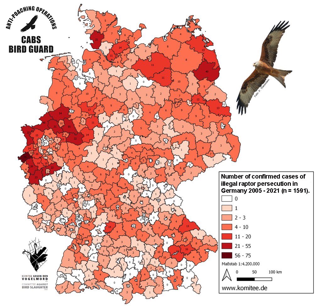 ⚠️ New ‘heat-map’ shows extent of illegal #RaptorPersecution in #Germany - 299 out of 401 districts & independent cities affected. More here 👉 instagram.com/p/CYtlz77KcSF/…