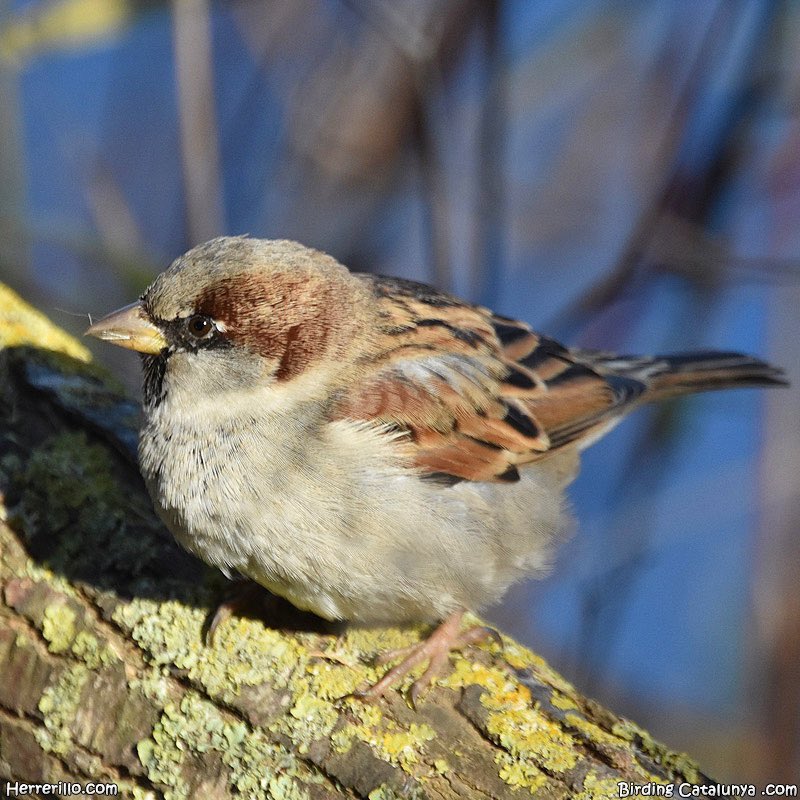 Macho de gorrión común (Passer domesticus)