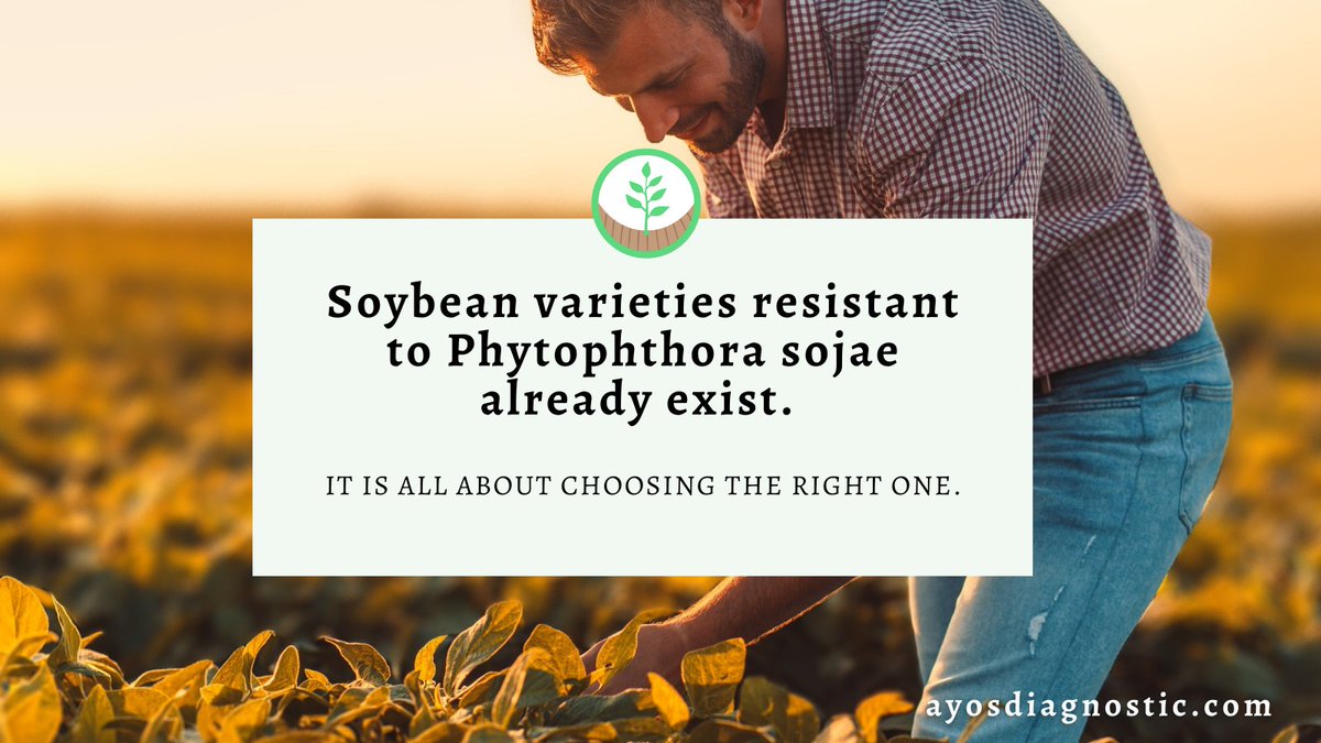 Are you already preparing for your next #soybean season? 
Find out how we can help #agronomists and #crop advisors to fight off your specific #Phytophthora root rot variants. #teamayos #partnershipcomingsoon