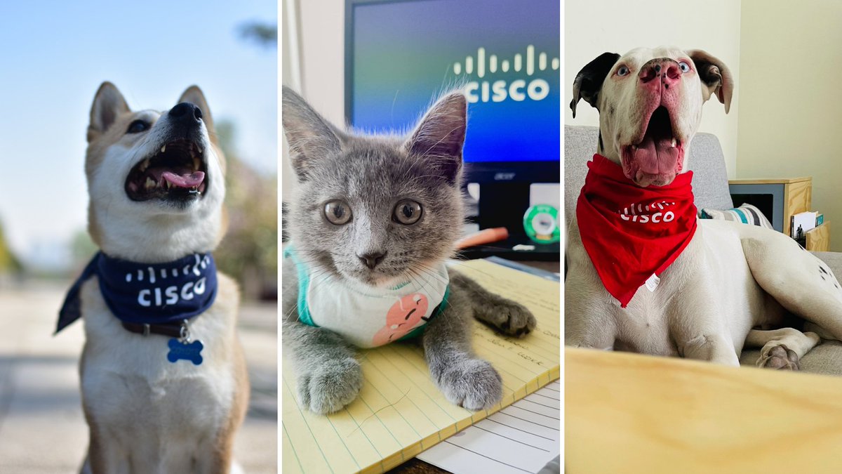 WeAreCisco's tweet photo. Who wore it better? On #NationalDressUpYourPetDay, we celebrate all of our #CiscoPets. 🐶 🐈 Reply with a picture of your furry coworker!
Does Cisco sound like the place for you and your furrriend? Be you, with us: https://t.co/x2DhKvOc1n https://t.co/1ZHH9878jQ