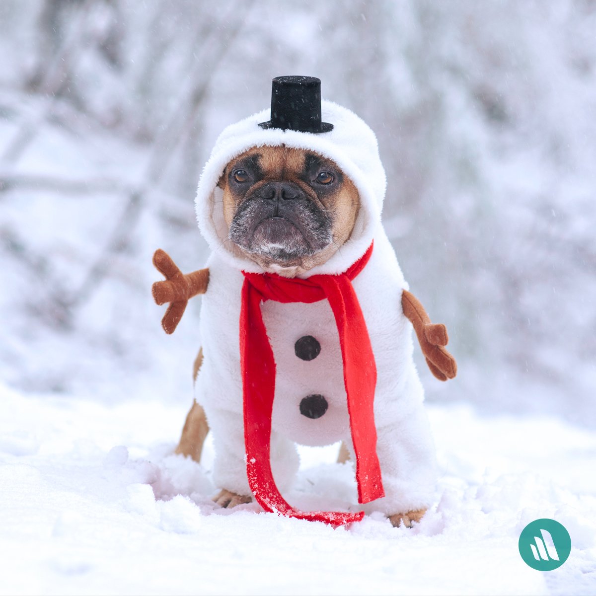 MerckManualPet's tweet photo. ❄️ What do you call a snowman's dog? ❄️ 

A slush puppy! Happy #DressUpYourPet Day from Merck Manual for #PetHealth. https://t.co/vgePsQM8Wc