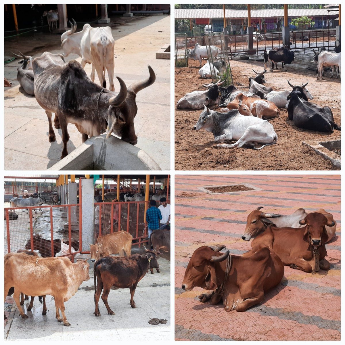 AshaC629's tweet image. ಮಾತೆಯರ ಮಾತೆಯಾದ ಗೋಮಾತೆಯನ್ನು ಪೂಜಿಸೋಣ. ದೇಶೀ ಗೋವುಗಳ ಮಹತ್ವದ ಬಗ್ಗೆ ಅರಿವು ಮೂಡಿಸುವ ಪ್ರಯತ್ನ ಮಾಡೋಣ... 🙂🙏

#ವಂದೇಗೋಮಾತರಂ
#gouseva
#goumatha