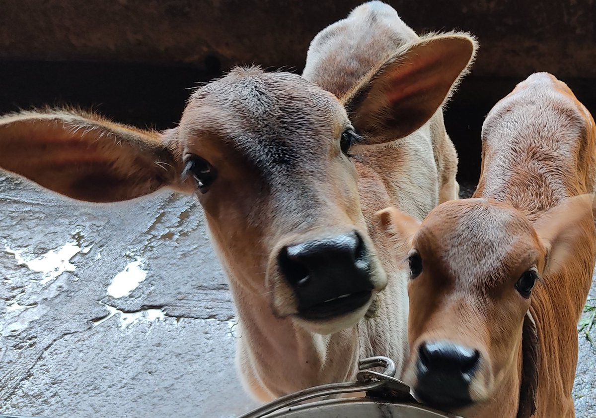 AshaC629's tweet image. ಮಾತೆಯರ ಮಾತೆಯಾದ ಗೋಮಾತೆಯನ್ನು ಪೂಜಿಸೋಣ. ದೇಶೀ ಗೋವುಗಳ ಮಹತ್ವದ ಬಗ್ಗೆ ಅರಿವು ಮೂಡಿಸುವ ಪ್ರಯತ್ನ ಮಾಡೋಣ... 🙂🙏

#ವಂದೇಗೋಮಾತರಂ
#gouseva
#goumatha