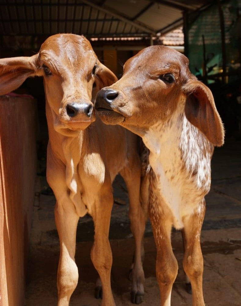 AshaC629's tweet image. ಮಾತೆಯರ ಮಾತೆಯಾದ ಗೋಮಾತೆಯನ್ನು ಪೂಜಿಸೋಣ. ದೇಶೀ ಗೋವುಗಳ ಮಹತ್ವದ ಬಗ್ಗೆ ಅರಿವು ಮೂಡಿಸುವ ಪ್ರಯತ್ನ ಮಾಡೋಣ... 🙂🙏

#ವಂದೇಗೋಮಾತರಂ
#gouseva
#goumatha