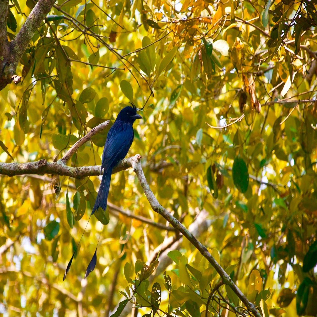 an_adventure12's tweet photo. Sundarban, Bangladesh.
“The forest is a quiet place if only the best birds sing.“
- Kay Johnson
#birds
#natureisperfect
#natureiscalm https://t.co/ooqnuVpjak