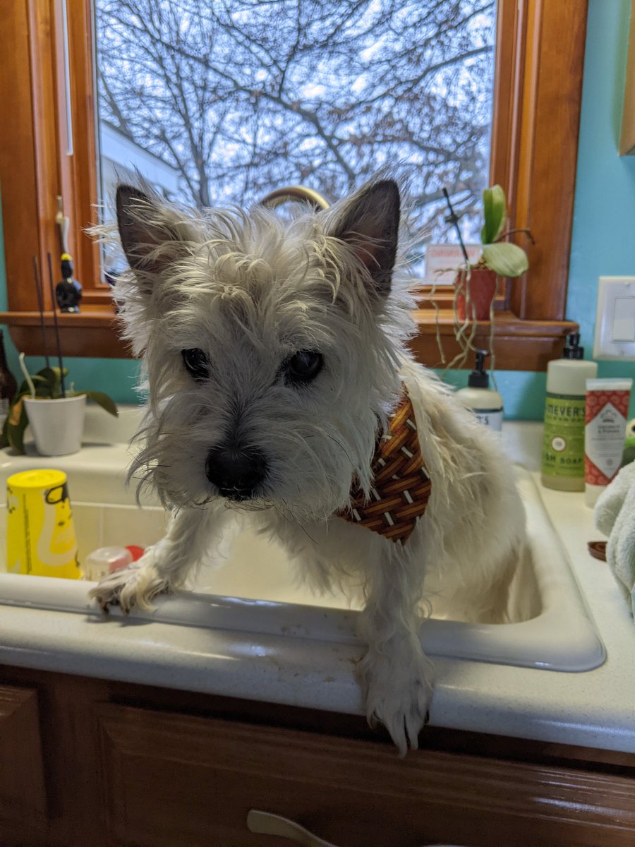 Jane_Santucci's tweet photo. When your 🐕 steps in 🐶 ****. #mornings #quickbath #laundry https://t.co/LrAubzqEw2