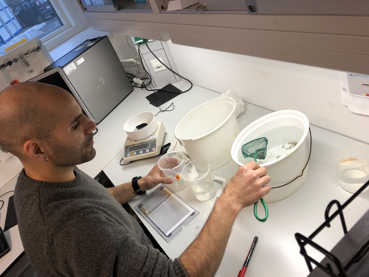 HanifKawousi's tweet photo. #guppy harvest at the lab with @bdzpau, @VitalijaBart , @MikkoPHeino and fellow student @agnes_thunem 🎣🐠! Thank you all for the opportunity and fun! Also thanks @sfubioceed! @EvoFish_UiB @UiBmatnat  @UiB #guppychat #evolution #fisheries https://t.co/K2IVbztmAM