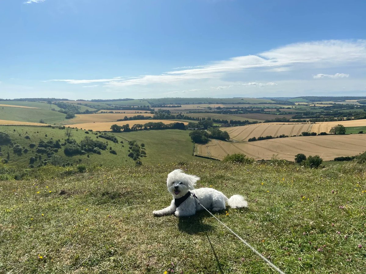 Photo comp! Calling all dog owners - win a <a href="/Dickybag/">Dicky Bag</a>! To enter simply snap a pic of your dog on the lead at your favourite South Downs location and post it tagging <a href="/sdnpa/">South Downs National Park</a>, #southdowns and #TaketheLead. Full T&amp;Cs here - buff.ly/3K8FVmp - good luck! #NationalDogWalkingMonth
